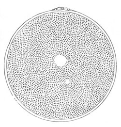 Ovum with pronucleus