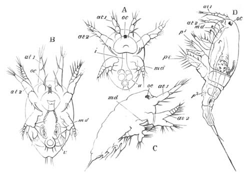 Stages in the development of
  Cyclops tenuicornis