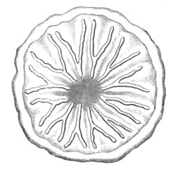 Larva of Astroides calycularis