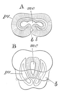 Two stages of Argiope