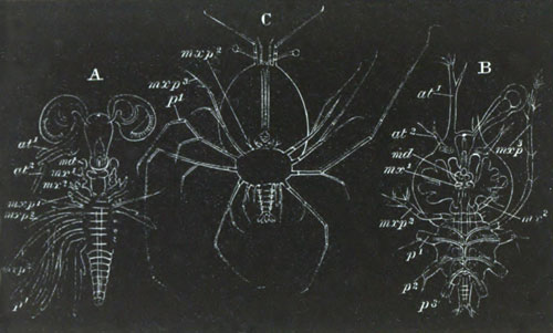 Larv� of the Loricata
