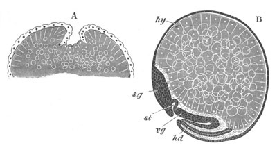 Two stages in the development of Pal�mon