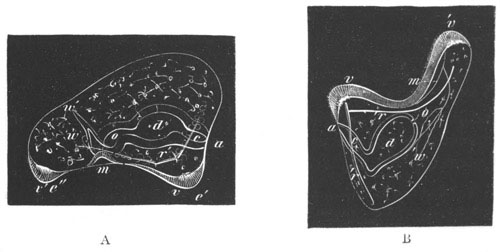 Two larv� of Strongylocentrus