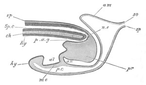 Illustration: Figure 177