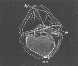 Illustration: Figure 227