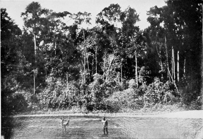 AN AFFLUENT OF THE PERUVIAN AMAZON.

To face p. 36.