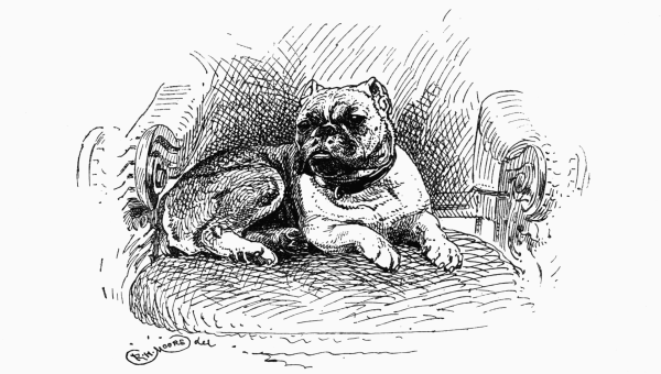 BULLDOG "BARNEY BARNATO" G. R. SIMS OWNER.
(MEDIUM)