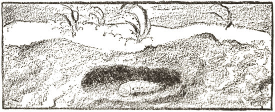 a room, hollowed out down below
where the sand is damper and firmer