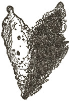 they weave themselves hammock
cocoons and turn into chrysales...
