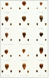 V. rupestris

V. riparia

V. longii

V. champini

V. labrusca

V. vinifera

V. aestivalis bourquiniana

V. aestivalis lincecumii

V. bicolor

V. aestivalis

V. berlandieri

V. rotundifolia

V. doaniana

V. labr. × V. vin.

V. labr. x V. rip.

SEEDS OF SPECIES OF VITIS

[Natural Size and Enlarged