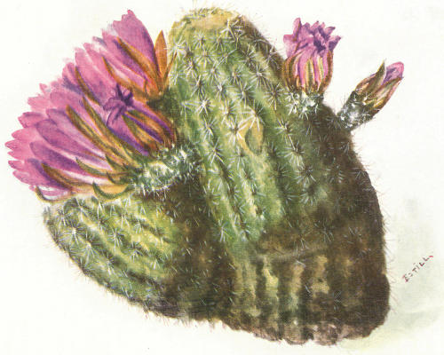 SHORT SPINED STRAWBERRY CACTUS (Echinocereus Bonker&aelig;)