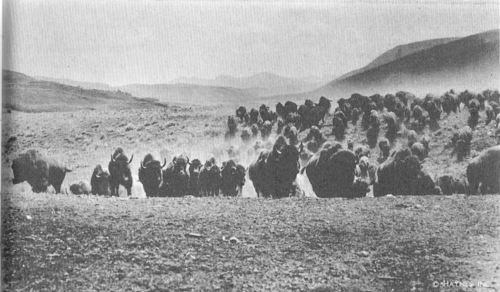A part of Yellowstone&rsquo;s buffalo herd