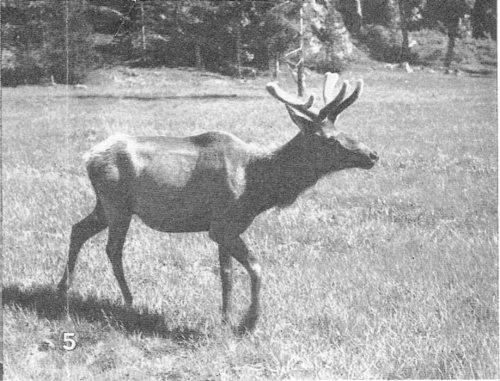 5. The horns of this young bull elk are &ldquo;in the velvet&rdquo; during the summer.