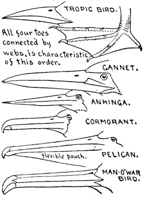 ORDER 4. TOTIPALMATE SWIMMERS.&mdash;Steganopodes.