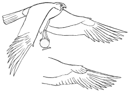 Figs. 3 and 4.

Drawing from a painting of a Hawk at Karnak, to show the overlap of the
wing feathers.