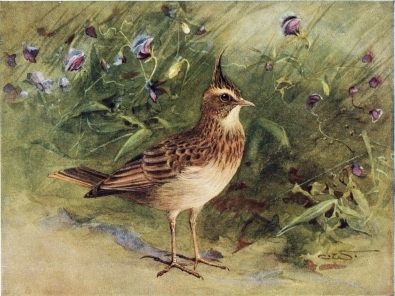 CRESTED LARK