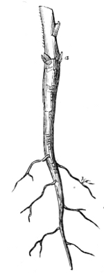 Fig.&nbsp;11.—Tap root of the
Branching Larkspur.