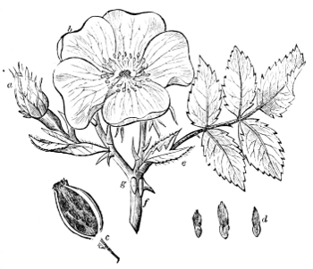 Fig.&nbsp;20.—Rosa Fosteri.