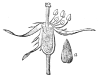 Fig.&nbsp;21.—Ovary of the Ayrshire
rose with a detached seed.