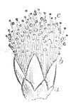 Fig.&nbsp;16.—Flower
of Acacia magnified.