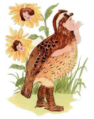Quail