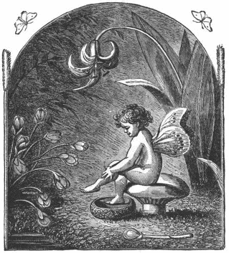 FAIRIES&mdash;OR FIRE-FLIES.