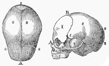 FŒTAL
HEAD
