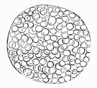 Illustration: Sac with Psorospermi� from the Sepia officinalis