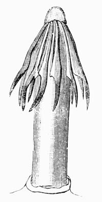 Illustration: T�nia variabilis from the snipe, crown of hooks