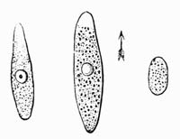 Illustration: Gregarin� of Nemertes Gesseriensis