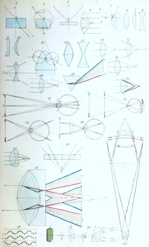 Plate XII.

W Bagg sculp

London: John Van Voorst.