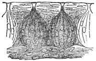 TASTE BUDS

(From Martin’s “Human Body”)