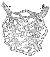 A NETWORK OF CAPILLARIES

The artery a and vein v (highly magnified). (From “The Human
Mechanism,” Hough and Sedgwick)