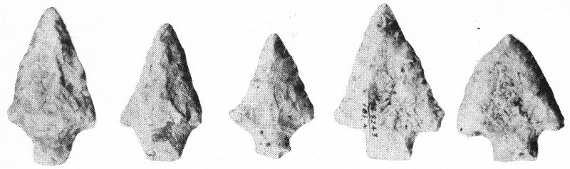 Dart points of the shellheap dwellers were heavy, but workmanship varied from crude to very careful. Length, 2&frac14; to 2⅞ inches.