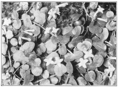 The Partridge Berry (Mitchella repens), a trailing vine
of northern forests. (Courtesy of Brooklyn Botanic Garden.)