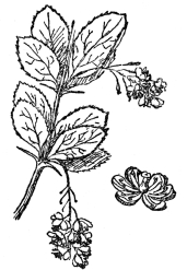 FIG. 70.&mdash;COMMON BARBERRY

The stamens of this, two at a time, drive off bees by sharp blows, thus
preventing self-fertilization.