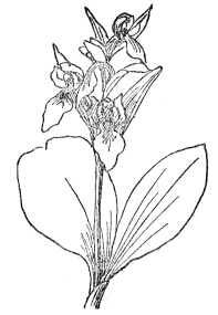 FIG. 74.&mdash;SHOWY ORCHID

(Orchis spectabilis)

Native of eastern North America, with showy magenta-pink or white
flowers in a loose raceme.