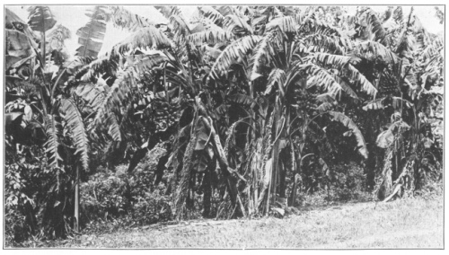 A Banana Plantation in Fruit. The banana is now grown
throughout the tropical world, but native in tropical southeastern Asia.
(Courtesy of Brooklyn Botanic Garden.)