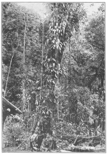 Rain Forest. Root-climbing lianas on a tree stem in the
south Mexican rain forest (State of Chiapas). Below: Sarcinanthus
utilis, with bipartite leaves. Farther up: Araceæ. Highest of all:
epiphytic shrubs are visible near leaves of Araceæ. Around the stem,
the cord-like aerial roots of Araceæ on the branches of the tree. (A
photograph by G. Karsten.) (After Schimper. Courtesy of Brooklyn
Botanic Garden.)
