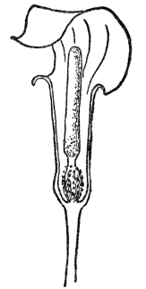 FIG. 51.&mdash;FLOWER ARRANGEMENT PECULIAR TO THE ARUM FAMILY

Fig. 51. The outer leaflike tubular or hooded spathe surrounds in our
common Jack-in-the-Pulpit a clublike spadix, upon which are crowded the
tiny flowers.