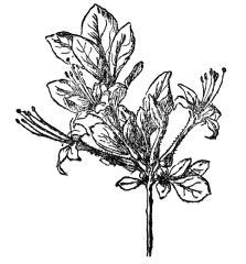 FIG 98.&mdash;SWAMP AZALEA

A shrub of the Ericaceæ, with white or pink sticky flowers and dry
capsular fruits.