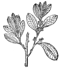 FIG. 103.&mdash;COCAINE PLANT

(Erythroxylon Coca)

Native in northern South America. The fresh leaves of this are used as a
valuable but harmless stimulant by the natives.