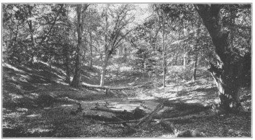 Temperate Forest on Gardiner’s Island, Long Island, N. Y.
Note the open vista through the trees, and lack of undergrowth, due to
the forest canopy, and contrast with the profusion of the under
vegetation in the rain forest (Courtesy of Brooklyn Botanic Garden.)