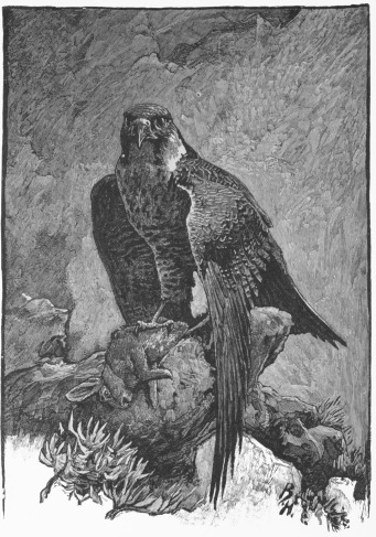 ... And stood there, proud and fierce, one foot still
grasping its victim.&mdash;P. 92.
Front.