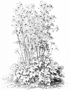 Image not available: Anemone japonica alba. Type of fine-flowered herbaceous
plant for associating with foliage-plants.