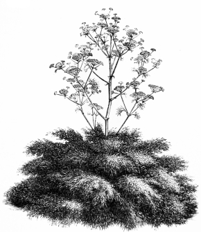 Image not available: FERULA COMMUNIS.

Graceful herbaceous Type; dying down towards the end of summer, and
therefore most desirable for isolation near the margins of shrubberies,
etc.