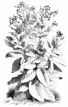 Image not available: NICOTIANA TABACUM. (Var. macrophylla).

Annual Section; forming handsome specimens within a few months after
sowing.