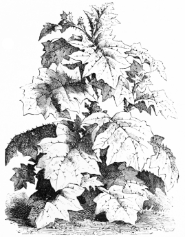 Image not available: SOLANUM ROBUSTUM.

Tender Section; making vigorous growth during the summer months.
