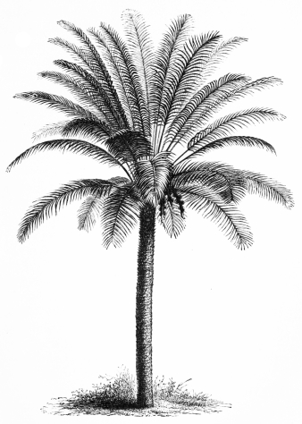 Image not available: CYCAS (very large and old specimen).

Stove Section: suitable for placing in the open air, in warm and
sheltered parts of the country, after a strong growth has been made and
matured indoors.