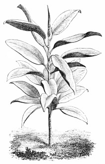Image not available: Ficus elastica.